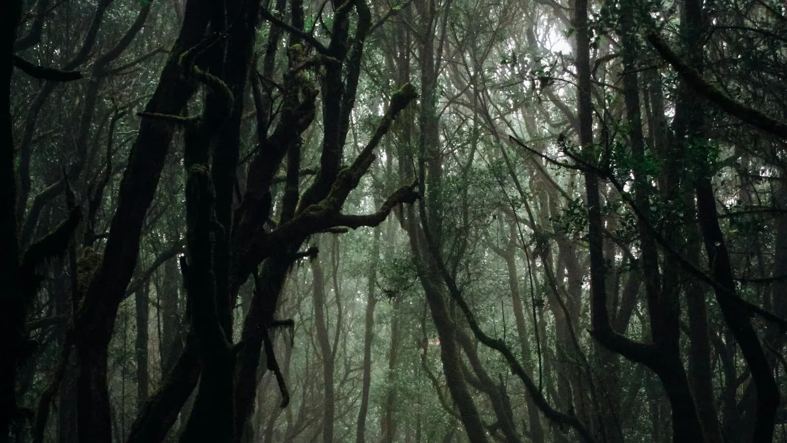 Nhận Diện Liên Kết Giả Bằng Chuỗi Dấu Vết