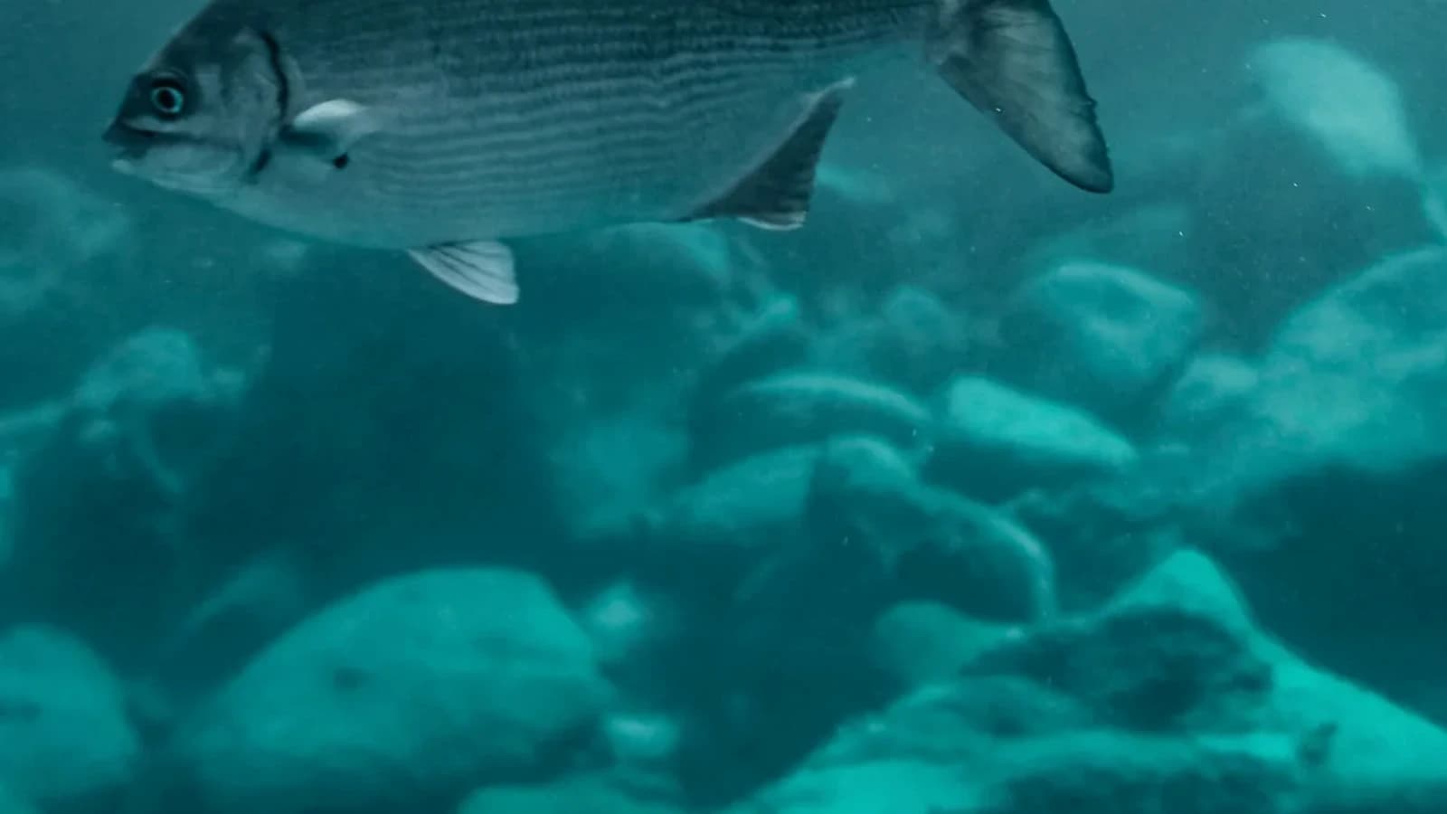 Hồ Sơ M83-0SDEHSZ: Chờ Nguồn Đối Chiếu